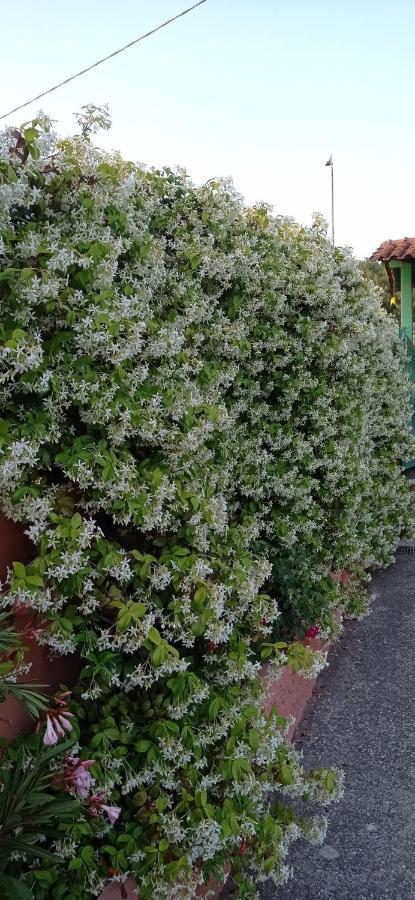 Casa Vacanze Mimose 팔리누로 외부 사진