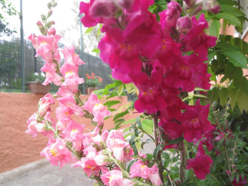 Casa Vacanze Mimose 팔리누로 외부 사진